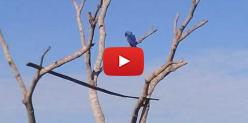 Embedded thumbnail for Pantanal Ecotrips seeing macaws